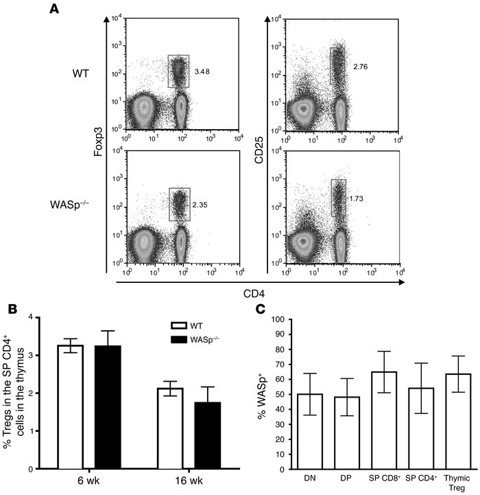 WASp is not required for generation of Tregs within the thymus.
(A) WASp...