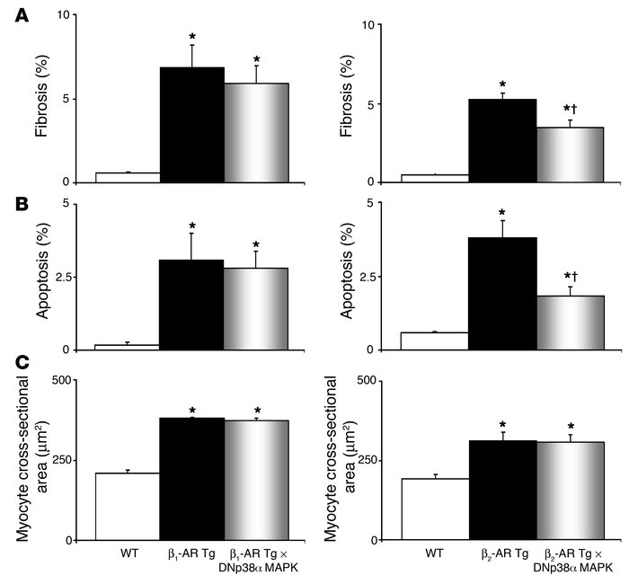 Fibrosis, apoptosis, and myocyte cross-sectional area in old WT, β1-AR T...