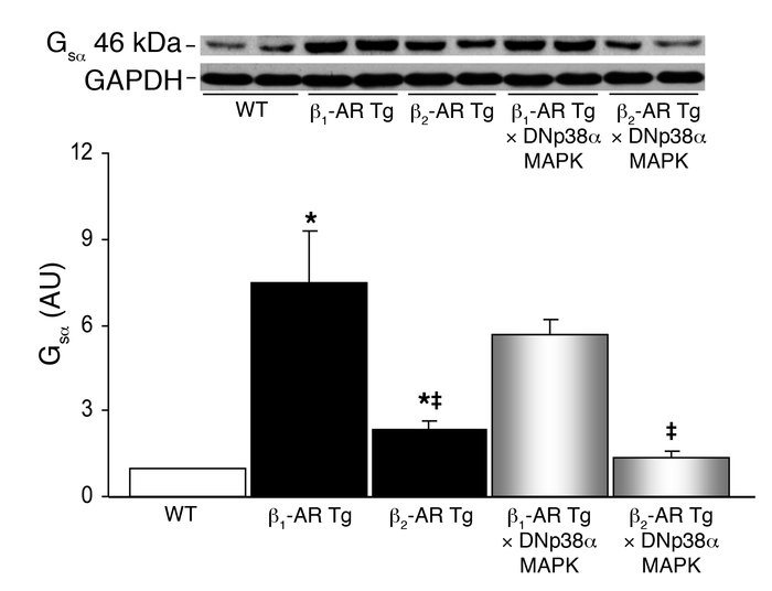 Gsα was increased in LVs of both old β1-AR Tg and old β2-AR Tg mice comp...