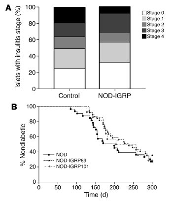Insulitis and T1D in NOD-IGRP versus control mice.
(A) Histological grad...