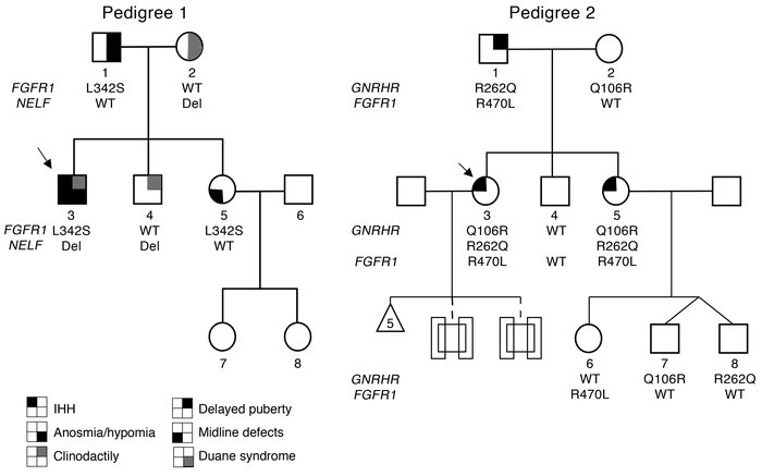 Identification of FGFR1 (p.L342S) and NELF (8-bp intronic deletion) muta...