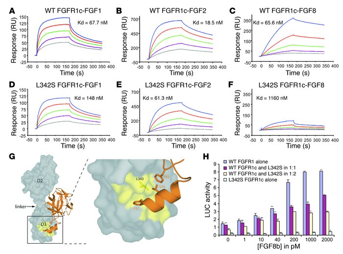 The L342S mutation dramatically reduces affinity of FGFR1c for FGF8b, im...