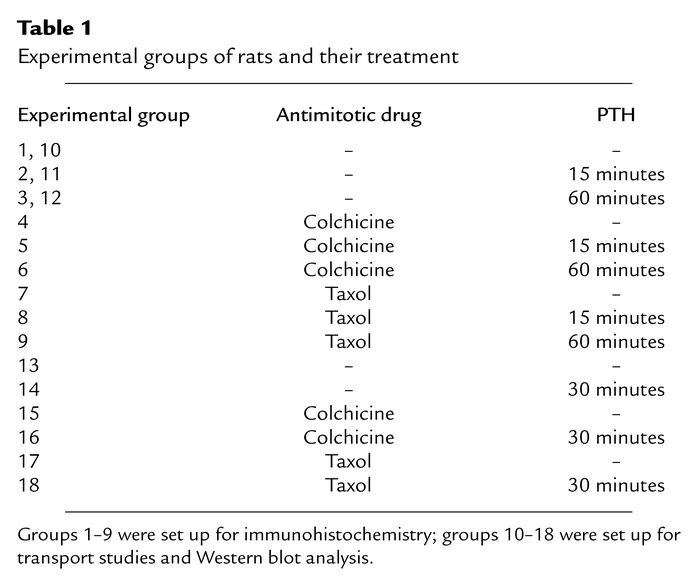 Experimental groups of rats and their treatment