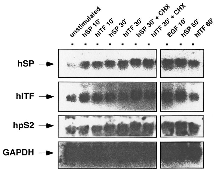 Expression of trefoil peptide–encoding mRNA in gastric cells after stimu...