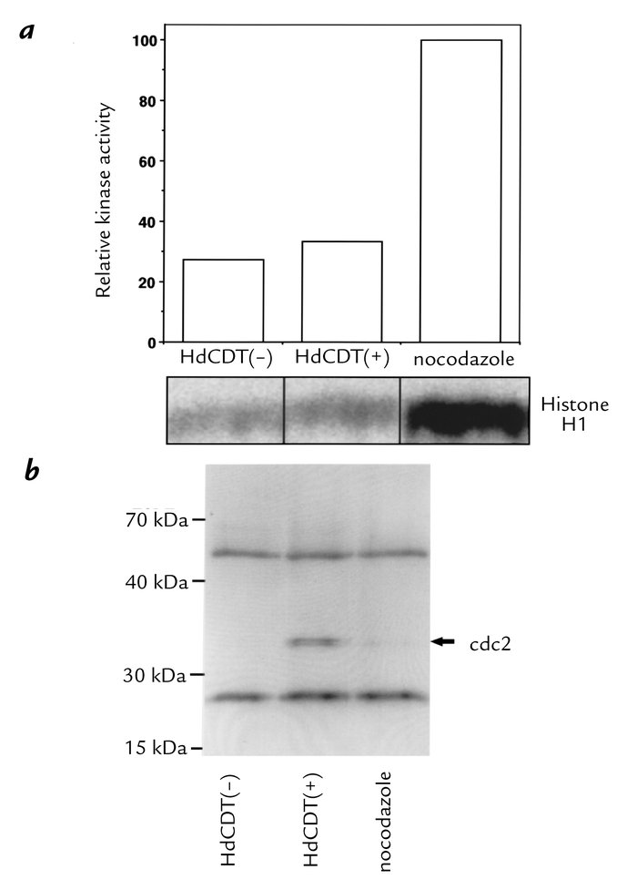 Protein kinase activity of immunoprecipitated p34cdc2 from HdCDT-treated...