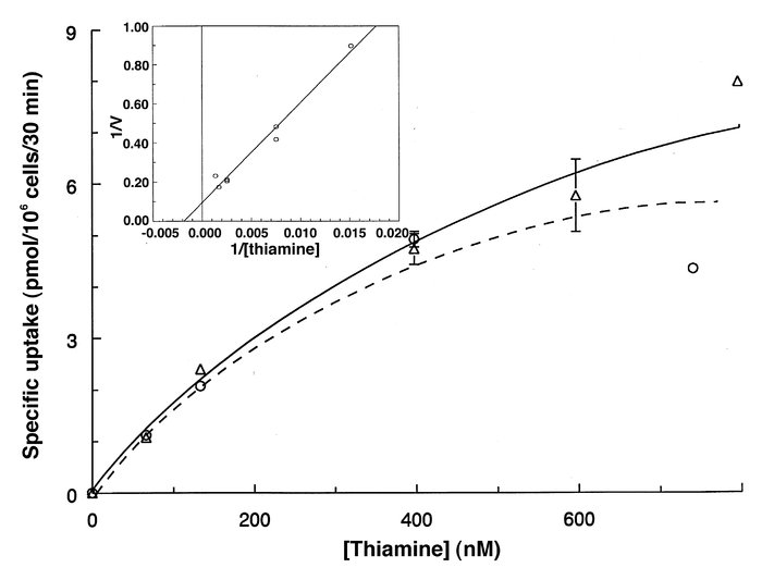 Concentration dependence of high-affinity thiamine uptake in normal fibr...