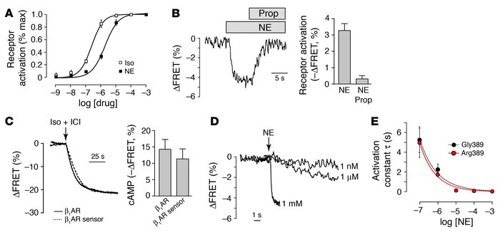 Characterization of the FRET sensor.
(A) Concentration-response relation...