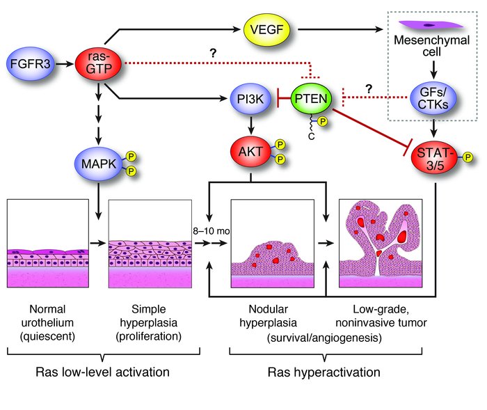 Schematic diagram of signaling effectors underlying the genesis of low-g...