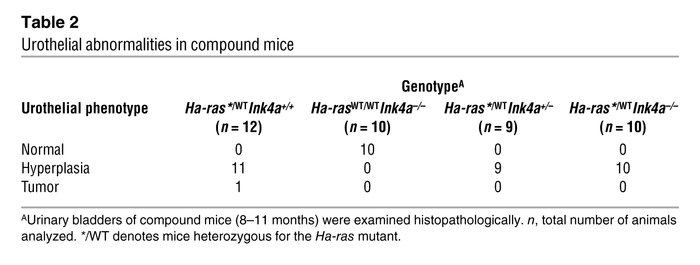 Urothelial abnormalities in compound mice