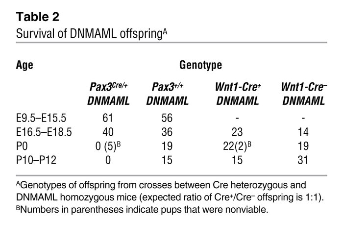 Survival of DNMAML offspringA