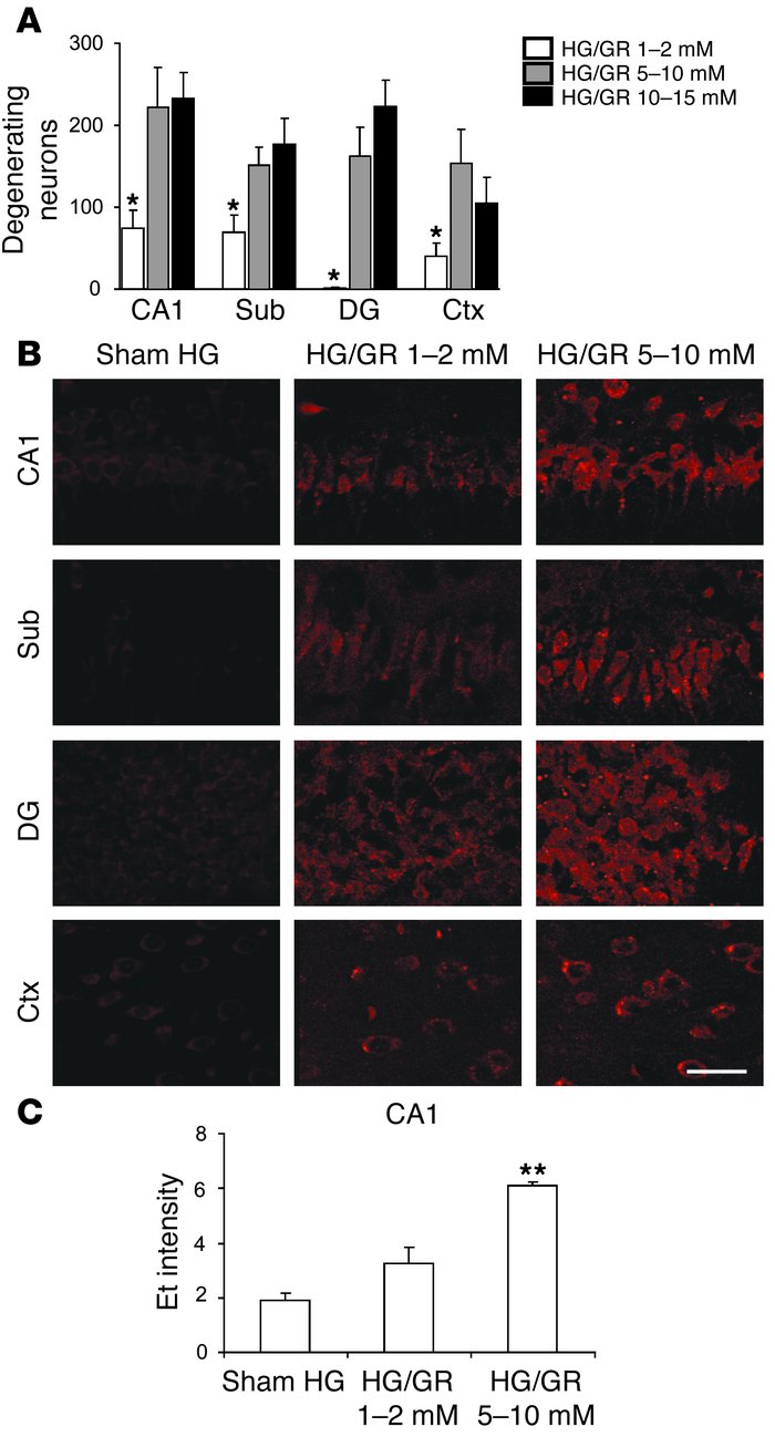 Effects of reperfusion glucose concentrations on neuronal superoxide pro...