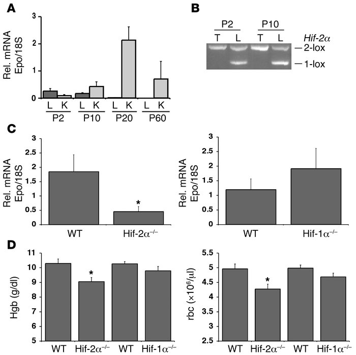 Hif-2 regulates hepatic Epo expression in infant mice.
               
(...