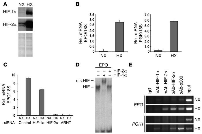 HIF-2α preferentially binds to the endogenous EPO 3′ HRE in hepatocytes....