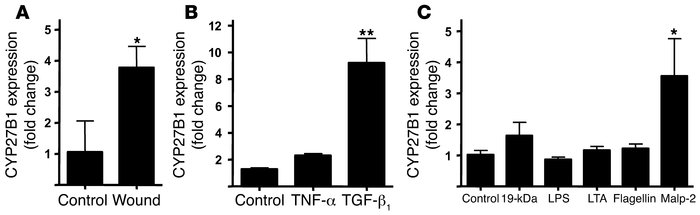 CYP27B1 is increased in response to injury, TGF-β1, or activation of TLR...