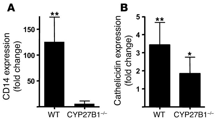 Activation of CYP27B1 is responsible for increased vitamin D3 signaling ...