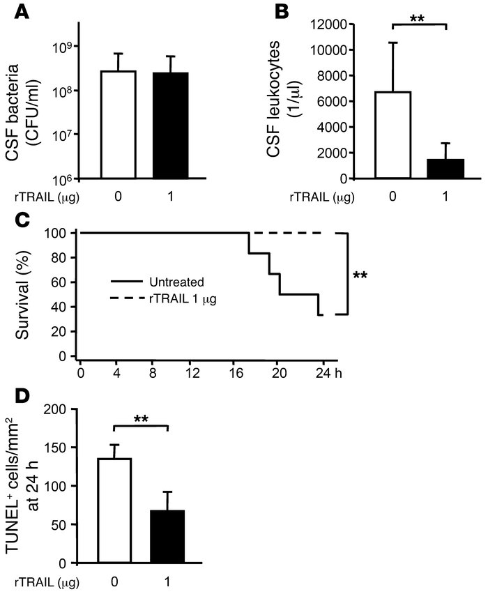 Effects of treatment with rTRAIL in meningitis induced by live pneumococ...