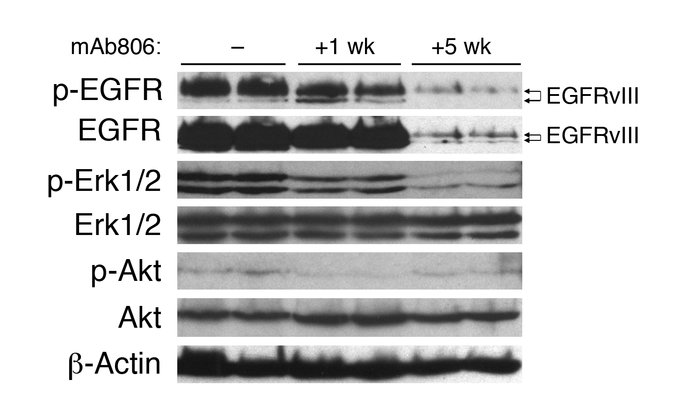Western blot analysis of whole lung lysates from mAb806-treated Tet-op-E...