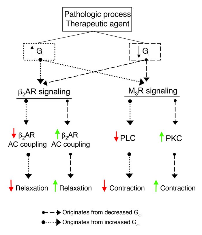 Multiple roles of Gi in regulating contraction and relaxation signaling ...