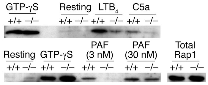 Impaired Rap1 activation in CalDAG-GEFI–deficient neutrophils.
Western b...