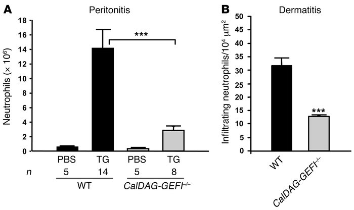 CalDAG-GEFI regulates neutrophil extravasation.
(A) TG-induced peritonit...