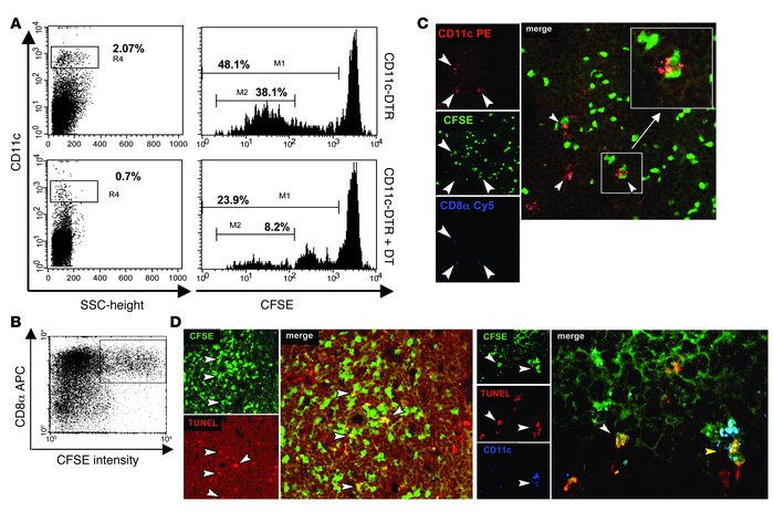 Analysis of OT-I proliferation in DC-depleted mice and characterization ...
