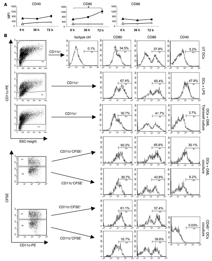 GMLs induce maturation of phagocytosing DCs in vivo and in vitro.
(A) Th...