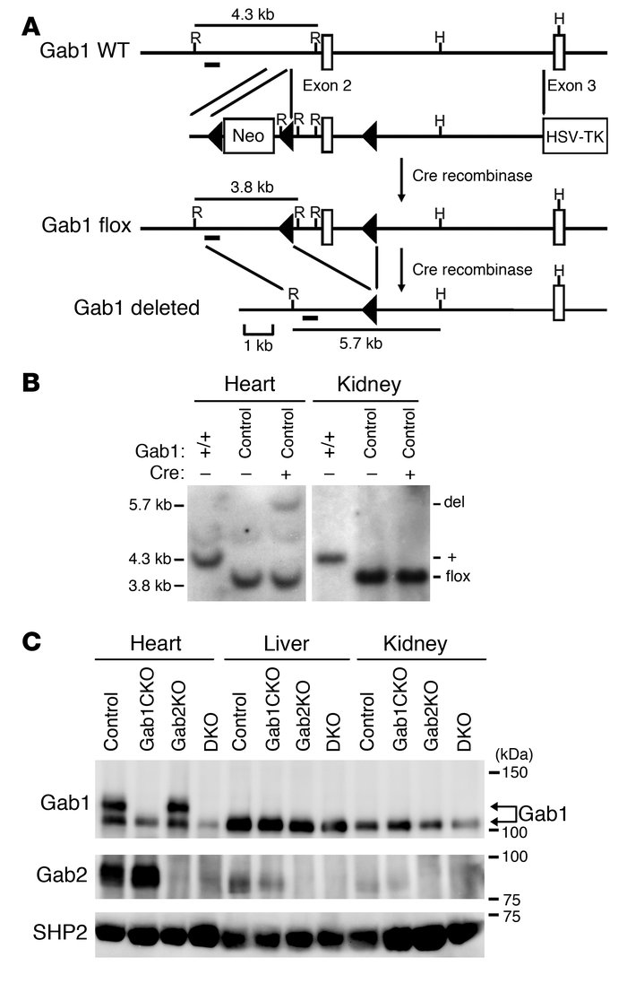 Generation of DKO mice.
(A) Schematic illustration of genomic structure ...