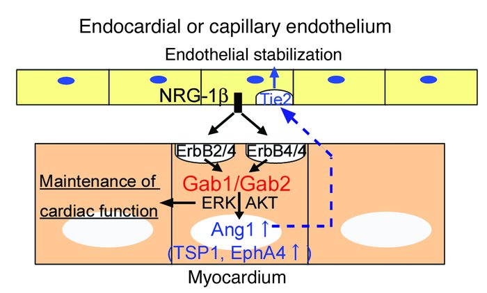 Schematic illustration of the roles of Gab family proteins in the myocar...