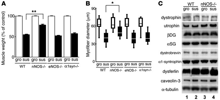 nNOS-null mice show partial tolerance to disuse-induced muscle atrophy.
...