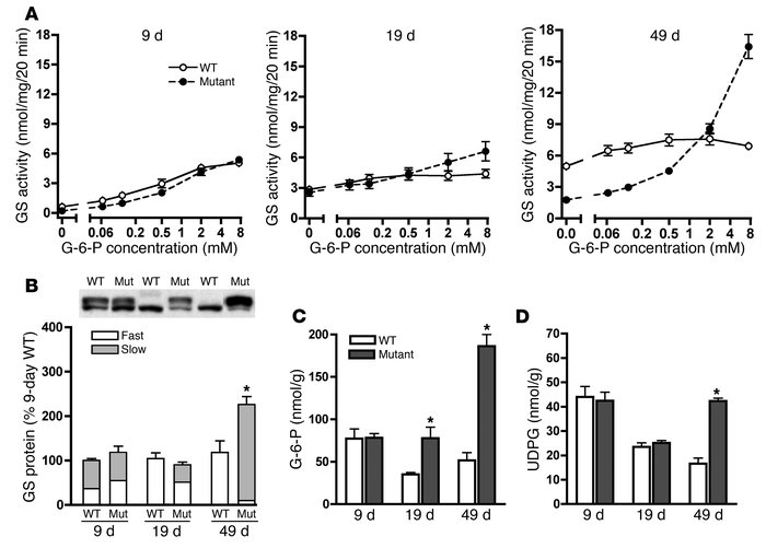 GS activity and its regulation in γ2 mutant mouse hearts.
(A) GS activit...