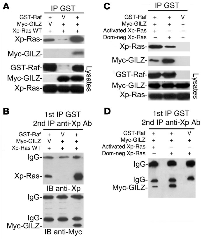 GILZ forms a ternary complex with Ras and Raf.
(A) GST-Raf and wild-type...