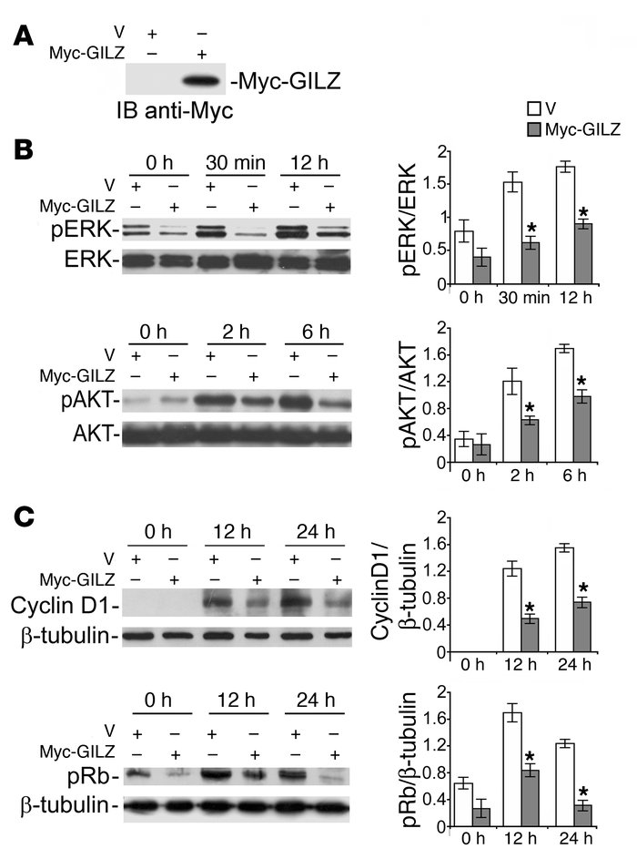 GILZ inhibits Ras signaling.
NIH-3T3 cells, transfected with myc-GILZ or...