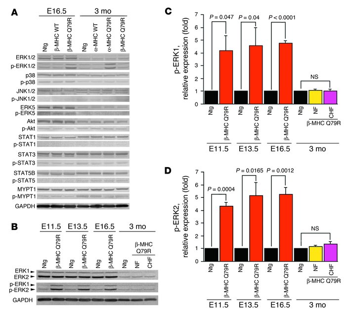 SHP2 Q79R expression results in ERK1/2 hyperphosphorylation.
(A) Western...