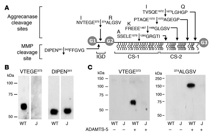 G1 fragments in Jaffa and wild-type cartilage extracts.
(A) The domain s...