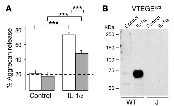 Aggrecan degradation in vitro.
(A) Aggrecan release from wild-type (whit...