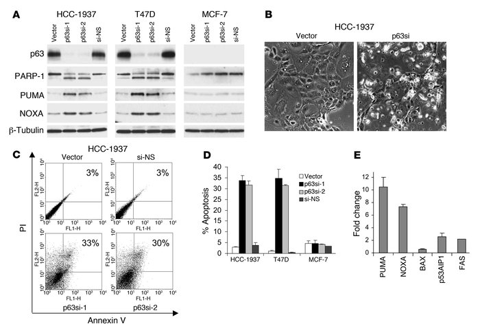 Endogenous p63 is required for survival in breast cancer cells.
(A) Knoc...