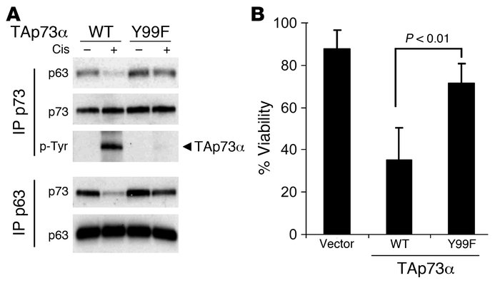 TAp73 phosphorylation at Y99 is required for cisplatin-induced ΔNp63α/TA...