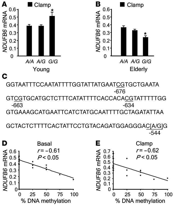 Association among the NDUFB6 polymorphism rs629566 (A/G), DNA methylatio...