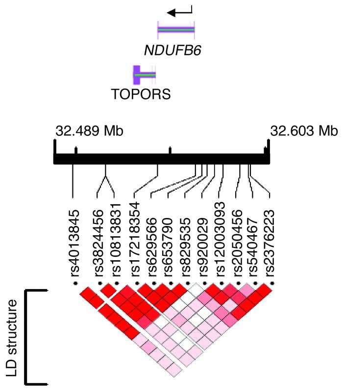 Schematic presentation of the NDUFB6 gene with the analyzed tagSNPs and ...