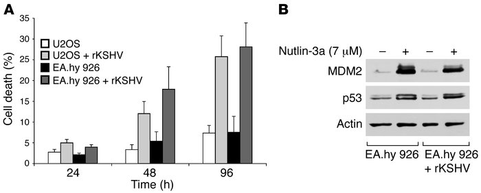 Nutlin-3a selectively kills KSHV-infected cells.
(A) U2OS and EA.hy 926 ...