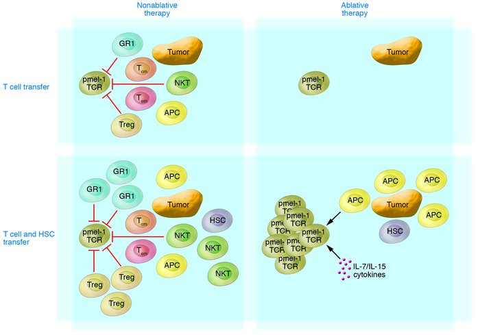 Schematic of the promotion of expansion and function of adoptively trans...