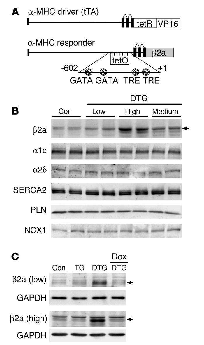 Generation of inducible transgenic mice with increased LTCC activity.
(A...