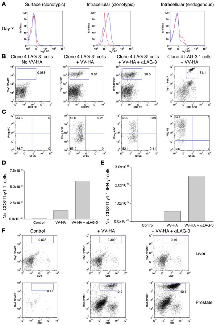LAG-3 blockade enhances the accumulation of clone 4 CD8+ effectors withi...