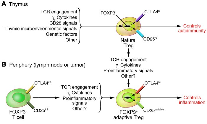 Natural and adaptive Tregs.
(A) Natural Tregs arise in the thymus under ...