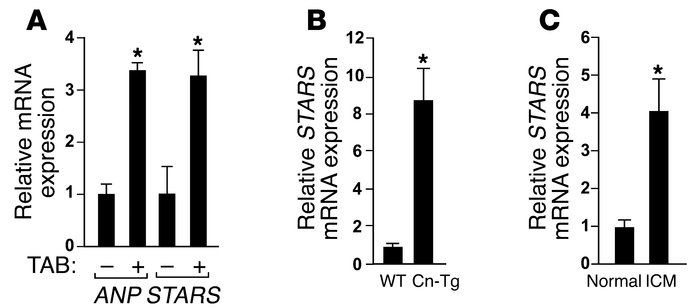 Upregulation of STARS during cardiac hypertrophy and failure as analyzed...