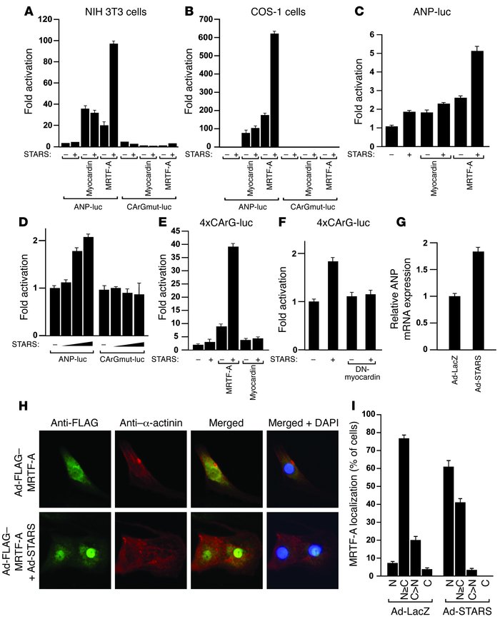 STARS induces ANP expression by activation of SRF.
(A and B) Luciferase ...