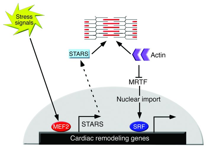 A model for the role of STARS as a cytoskeletal intermediary between MEF...