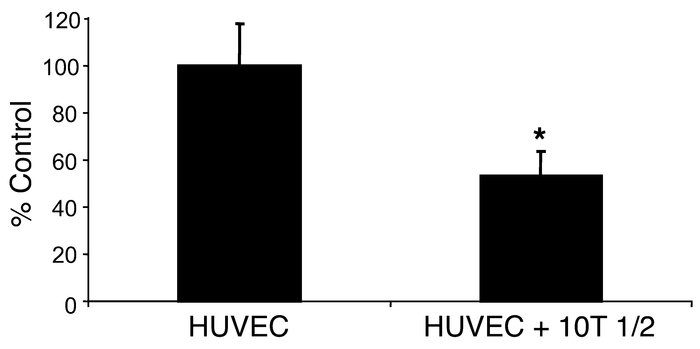 Inhibition of EC proliferation in vitro in the presence of pericytes.
HU...