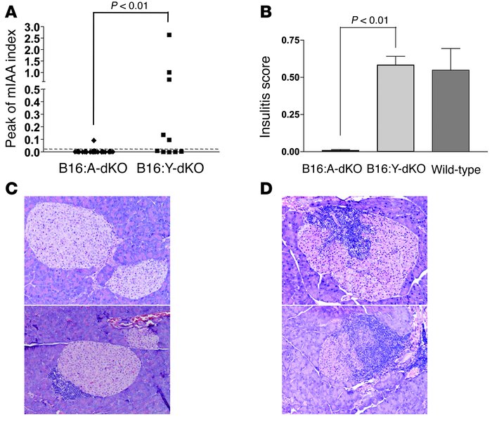Provision of the native B16:Y insulin B:9–23 sequence by transgenesis in...