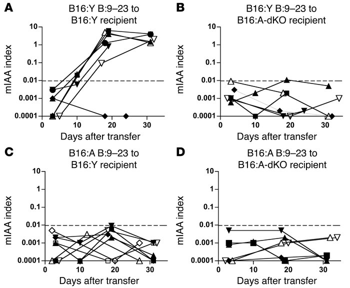 Only wild-type B16:Y NOD/SCID mice receiving splenocytes of B16:A-dKO mi...